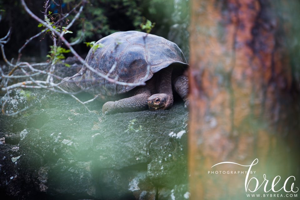 galapagos_islands_2014_0177