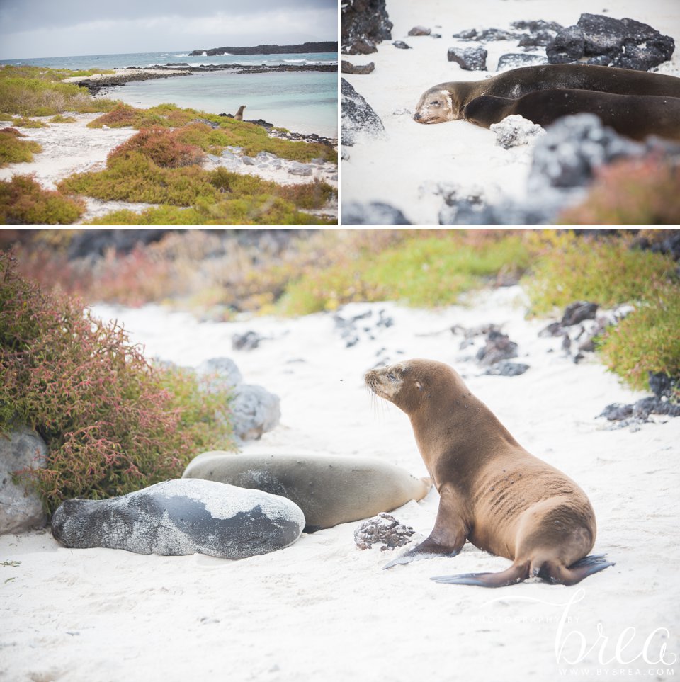 galapagos_islands_2014_0200