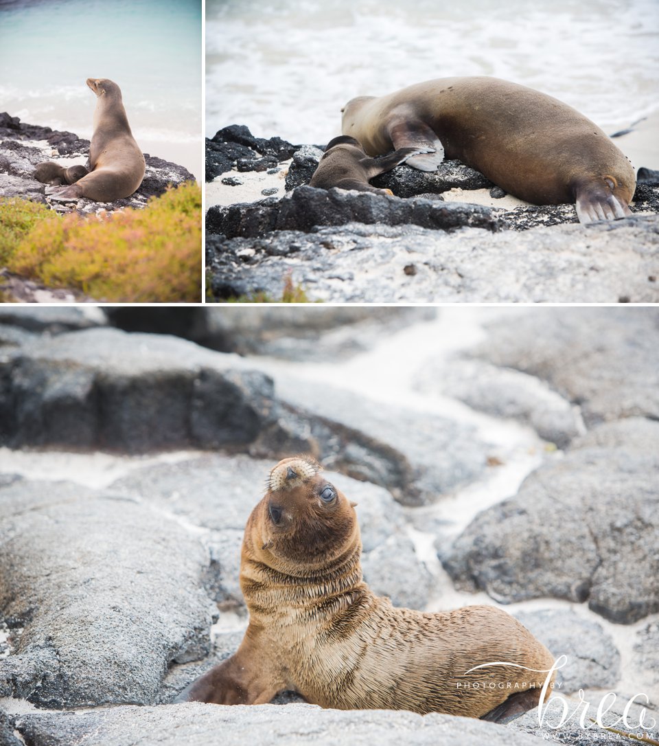 galapagos_islands_2014_0201