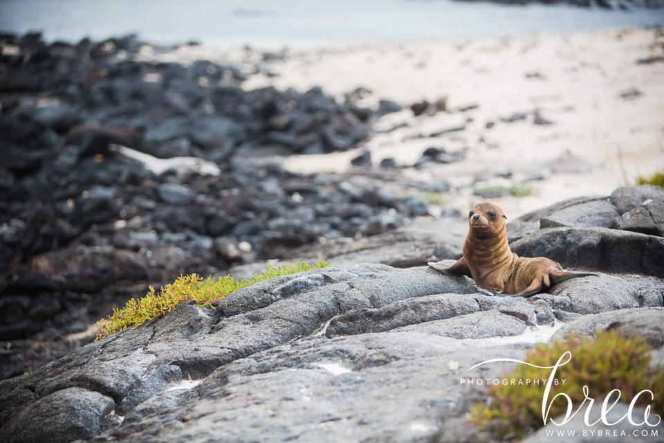 galapagos_islands_2014_0202