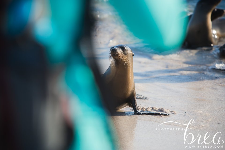 galapagos_islands_2014_0218