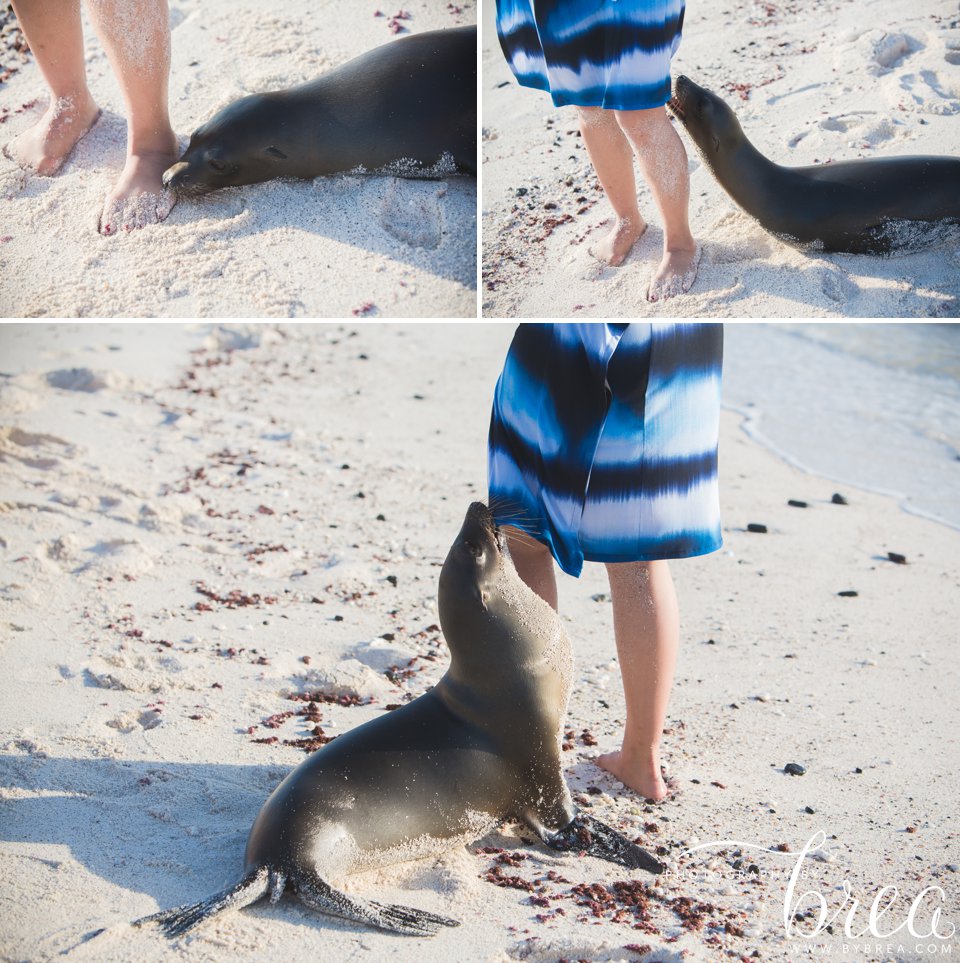 galapagos_islands_2014_0219