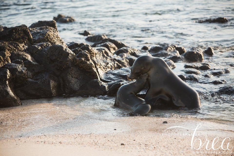 galapagos_islands_2014_0221