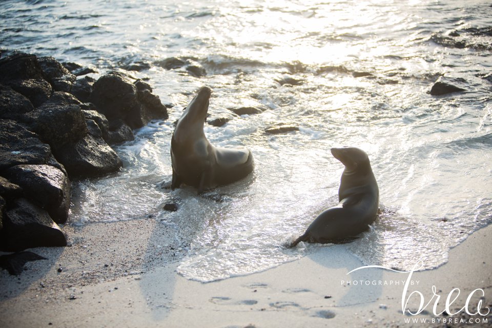 galapagos_islands_2014_0222