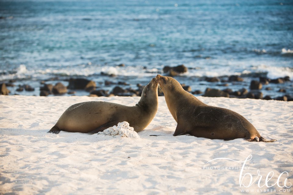 galapagos_islands_2014_0227