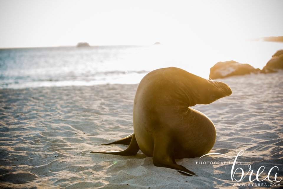 galapagos_islands_2014_0230