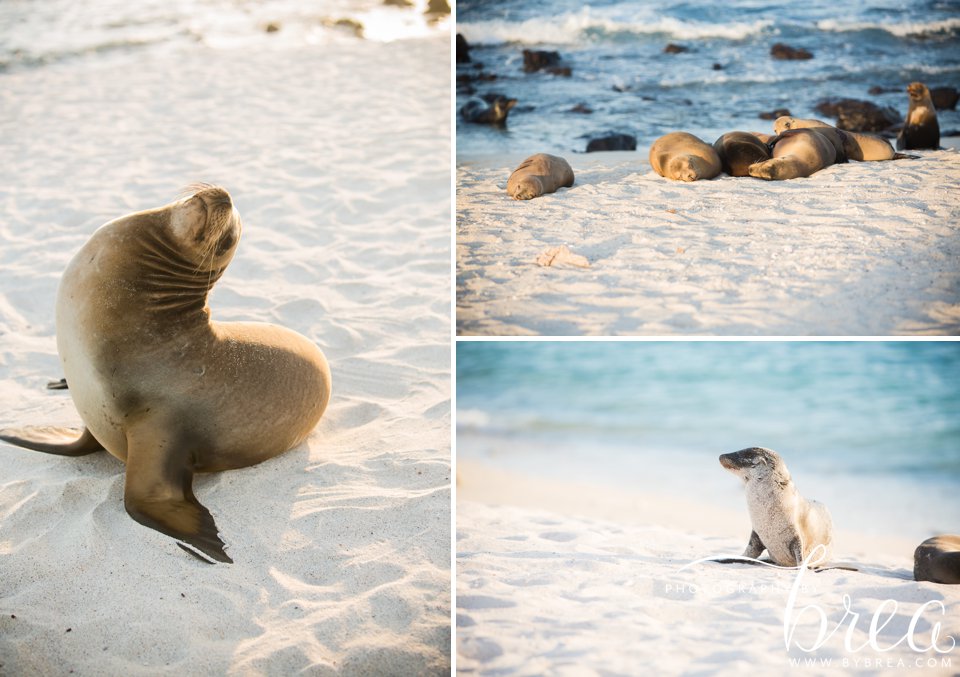 galapagos_islands_2014_0231