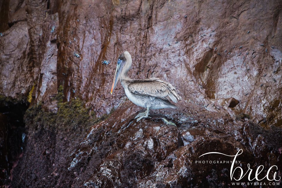 galapagos_islands_2014_0243