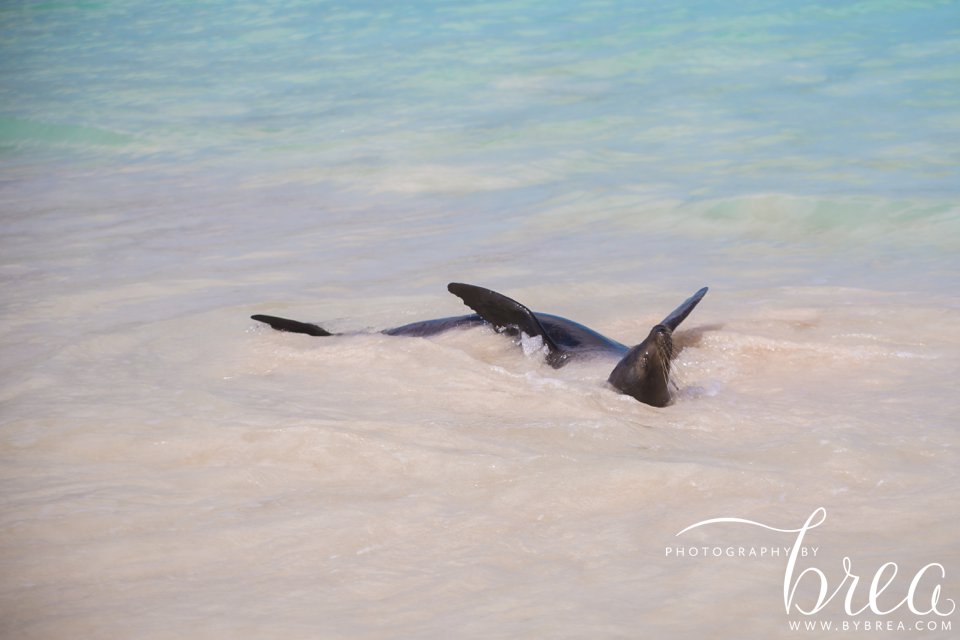 galapagos_islands_2014_0252