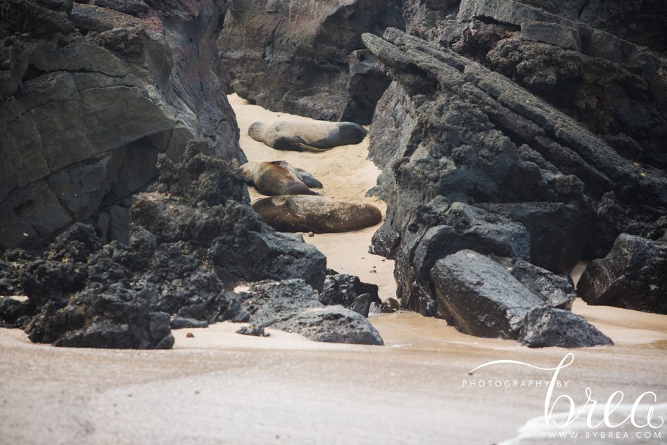 galapagos_islands_2014_0259