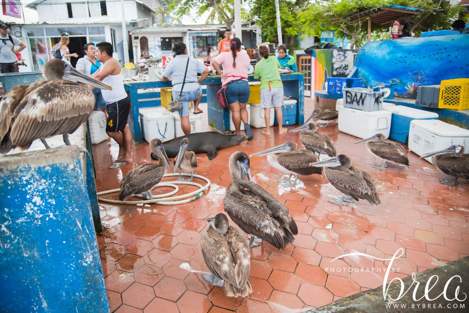 galapagos_islands_2014_0277