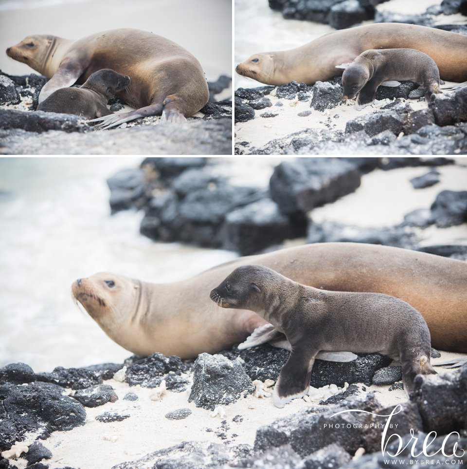 galapagos_islands_2014_0278