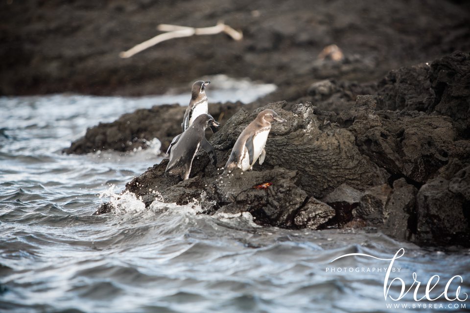 galapagos_islands_2014_0279