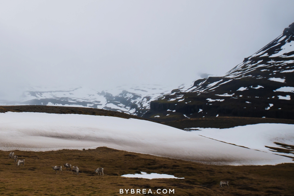 ireland-iceland-photography-by-brea_1298